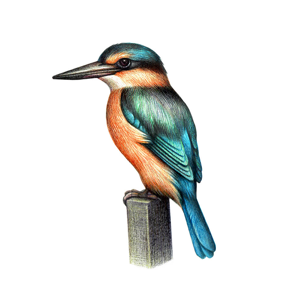 Kingfisher Sits On Vector  Photo Free Trial  Bigstock